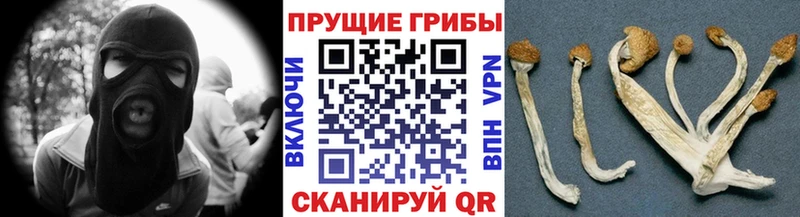 Галлюциногенные грибы Psilocybine cubensis  даркнет состав  hydra ТОР  Шагонар  купить  